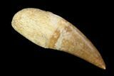 Partially Rooted Mosasaur (Eremiasaurus) Tooth - Morocco #117010-1